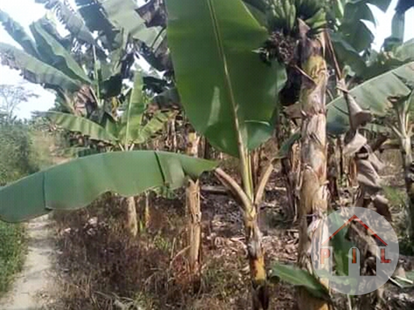 Agricultural Land for sale in Kunya Masaka