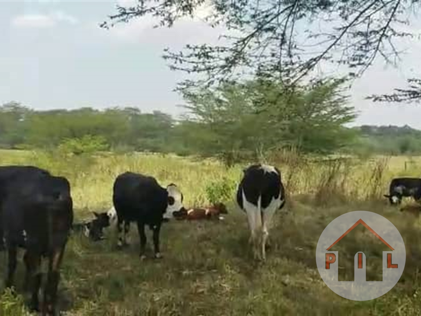 Agricultural Land for sale in Kalungu Masaka