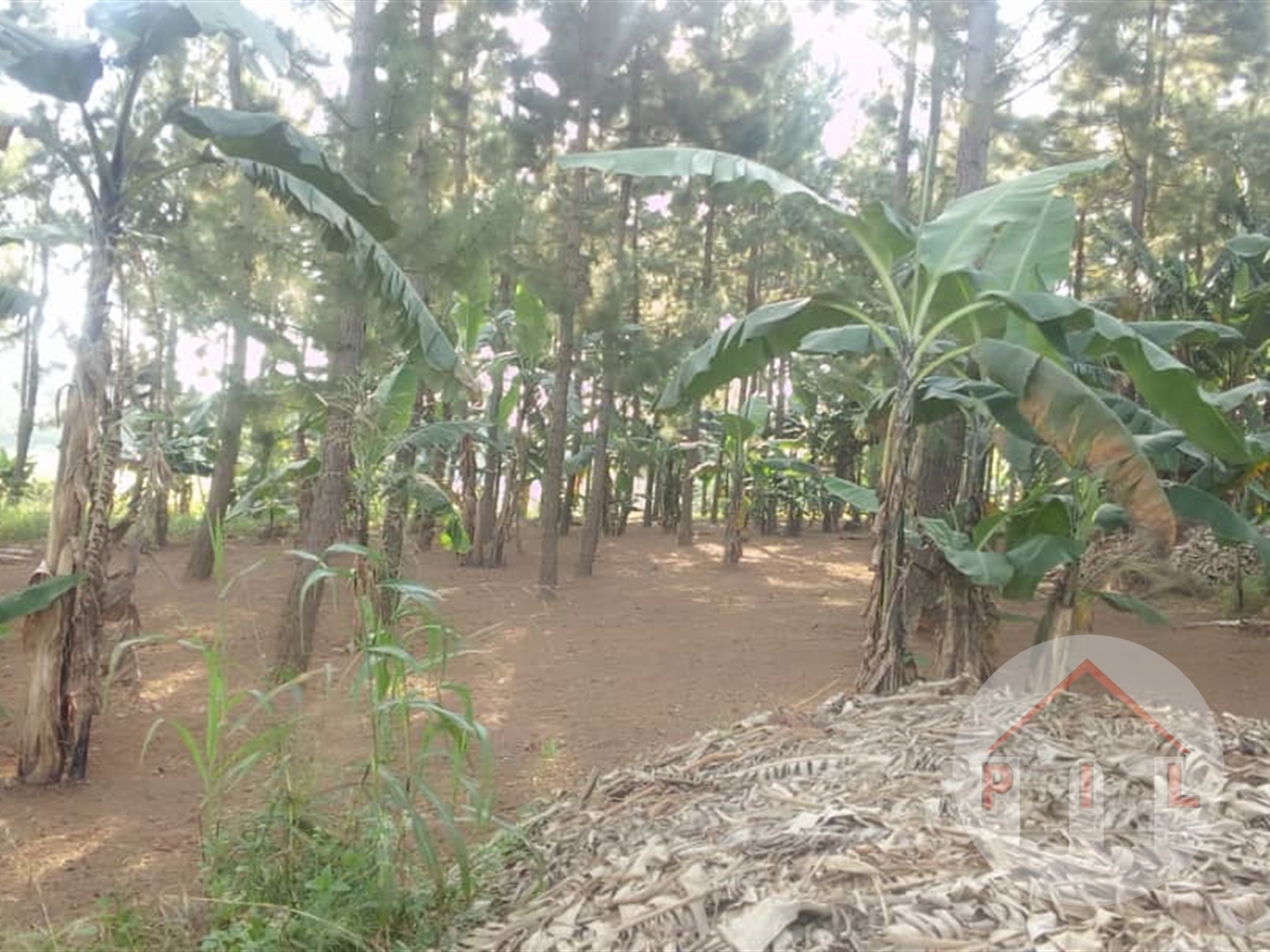 Agricultural Land for sale in Bombo Luweero