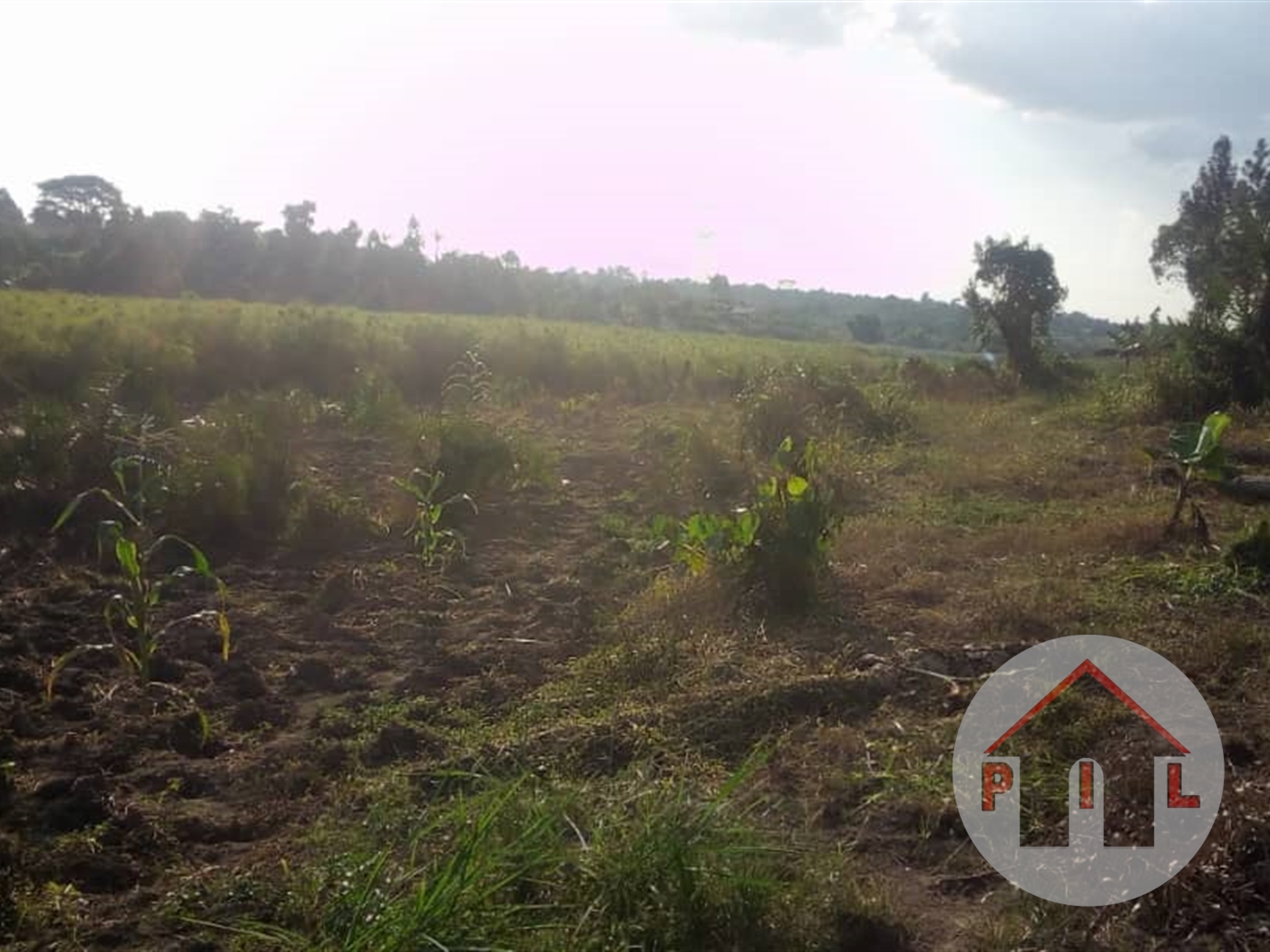 Agricultural Land for sale in Bombo Luweero