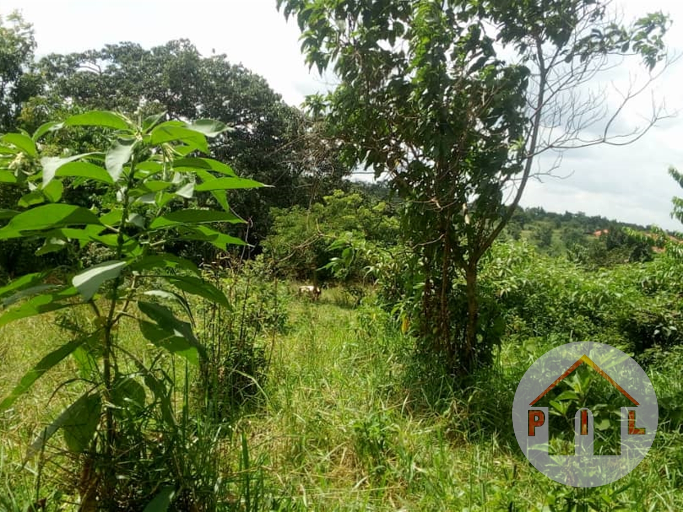 Agricultural Land for sale in Kakelenge Luweero