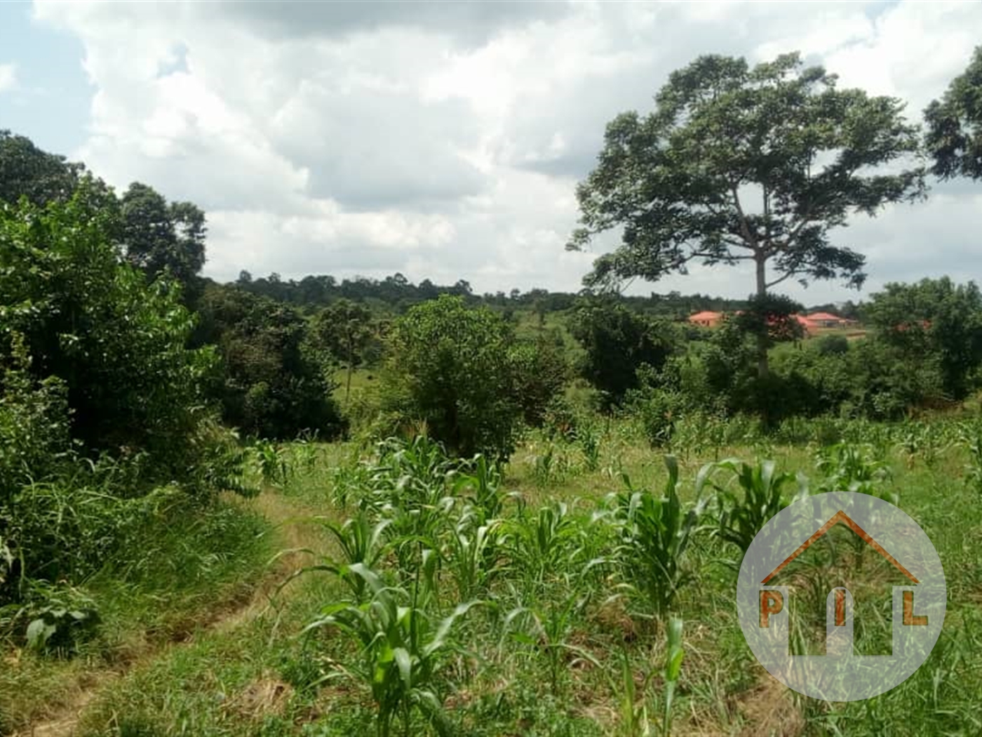 Agricultural Land for sale in Kakelenge Luweero