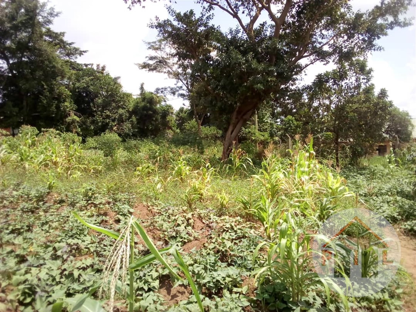 Agricultural Land for sale in Kinyogoga Mityana