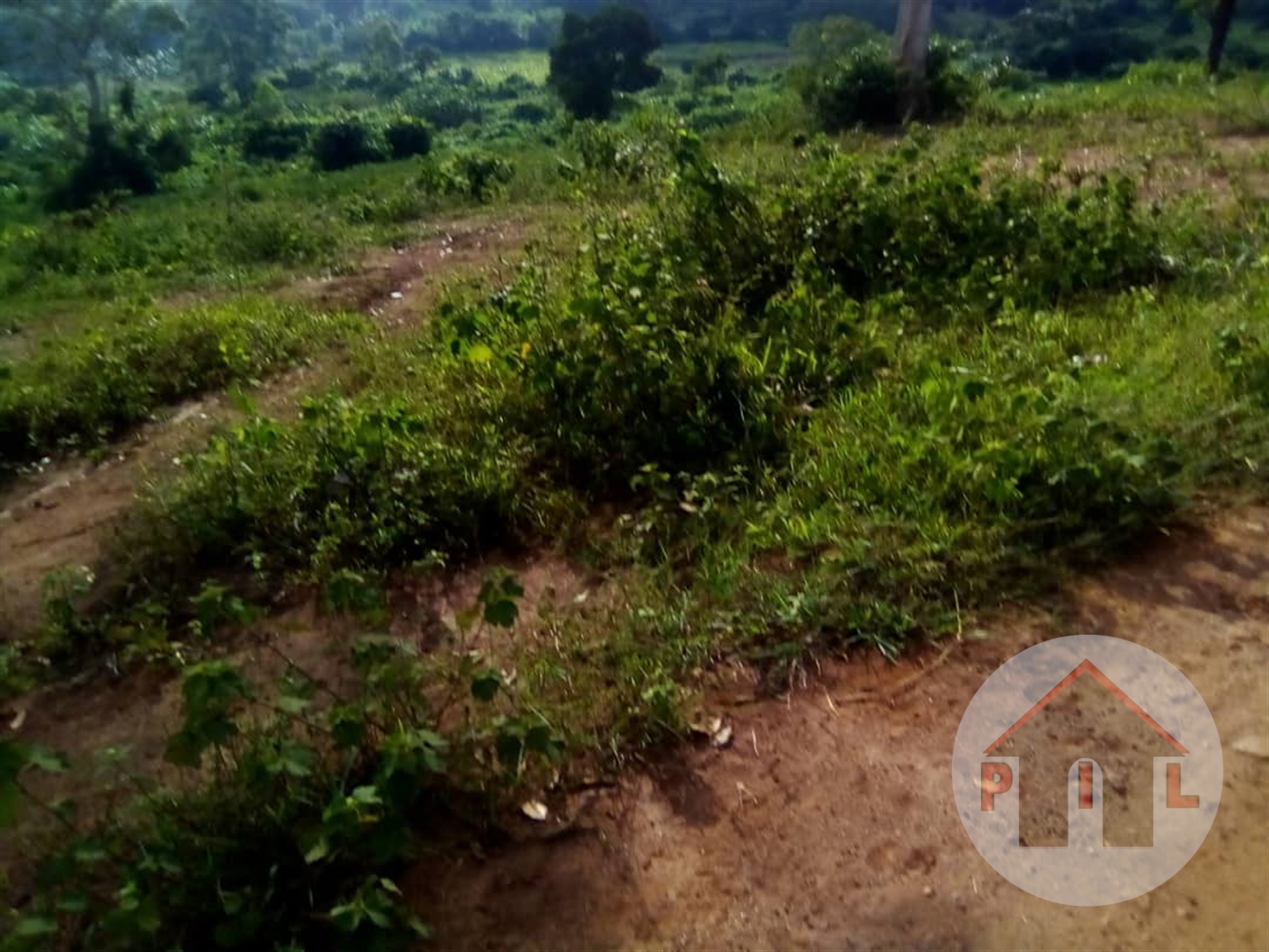 Agricultural Land for sale in Kassanda Mubende