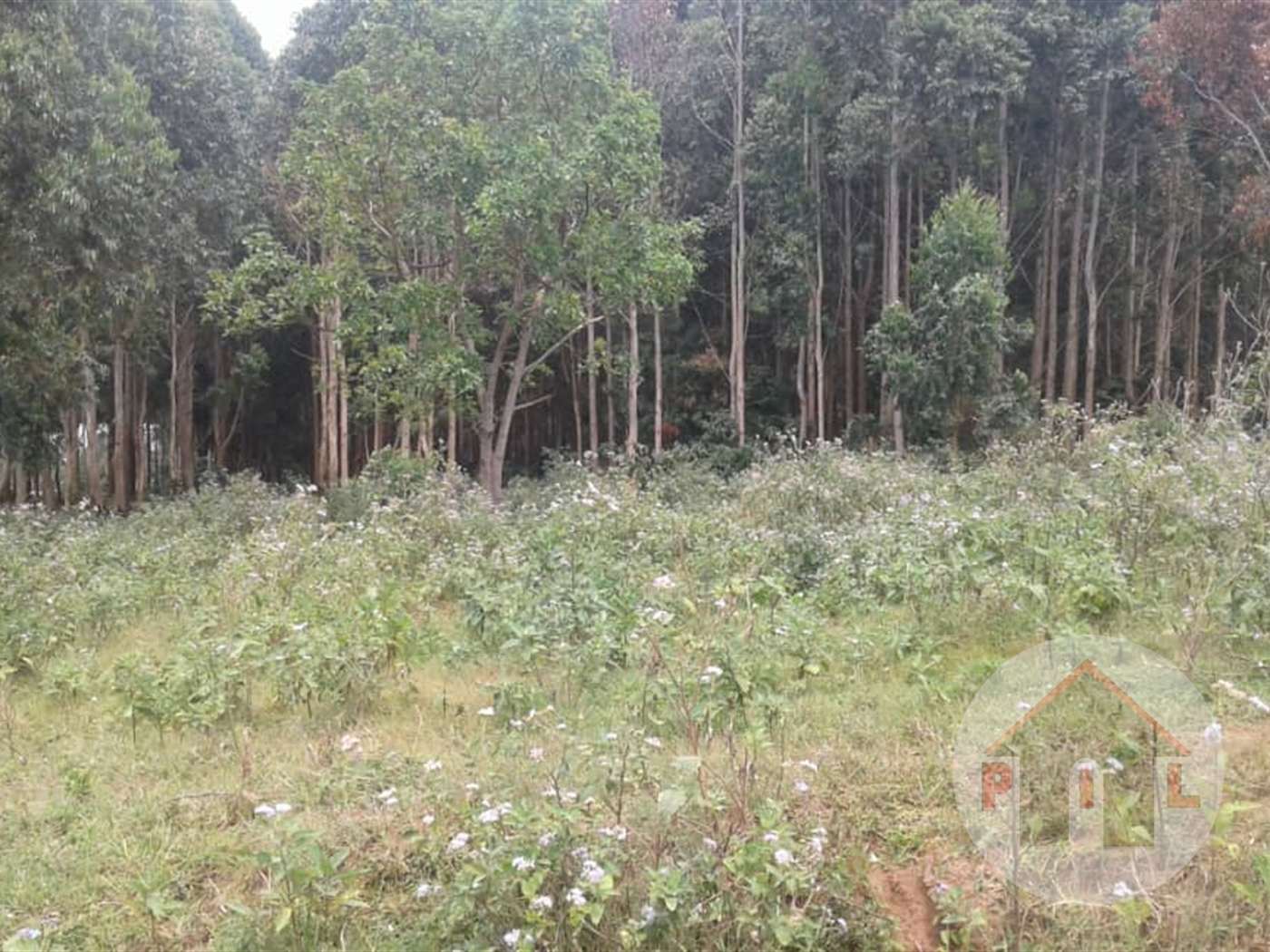 Agricultural Land for sale in Mubende Mubende