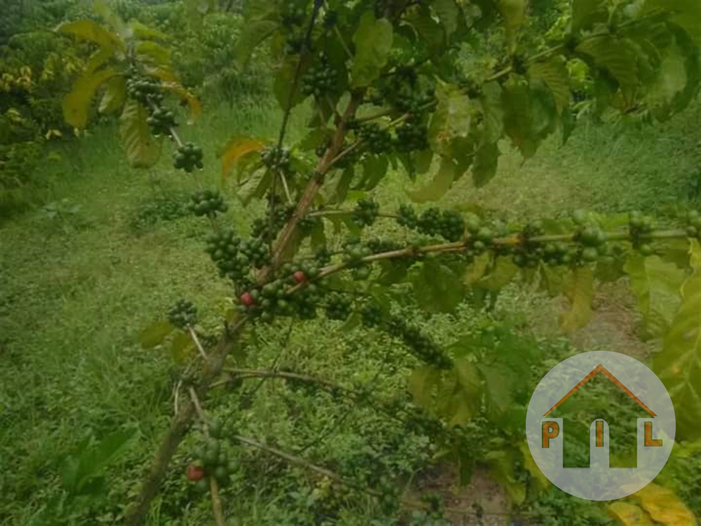 Agricultural Land for sale in Mubende Mubende