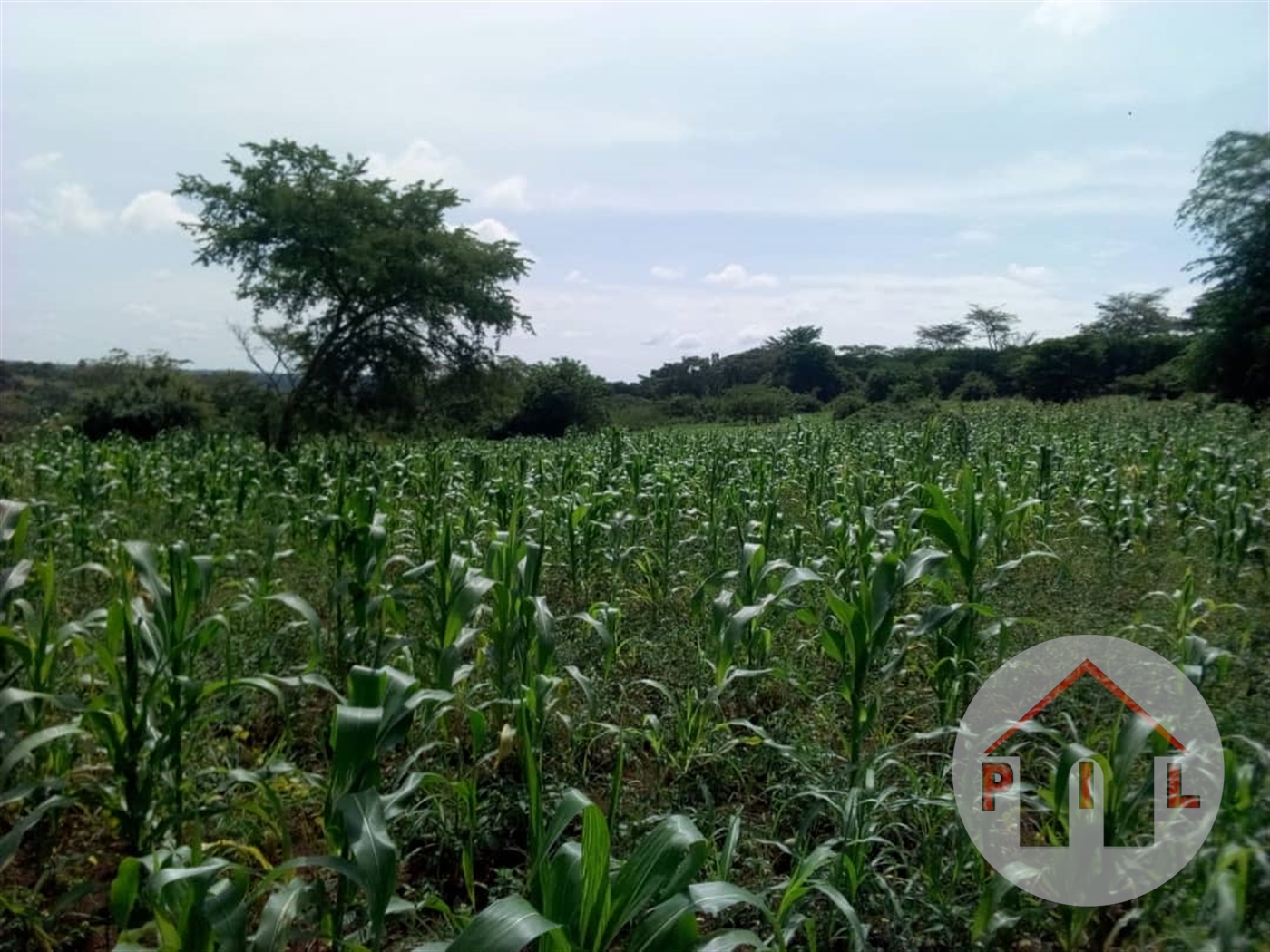 Agricultural Land for sale in Masindi Masindi