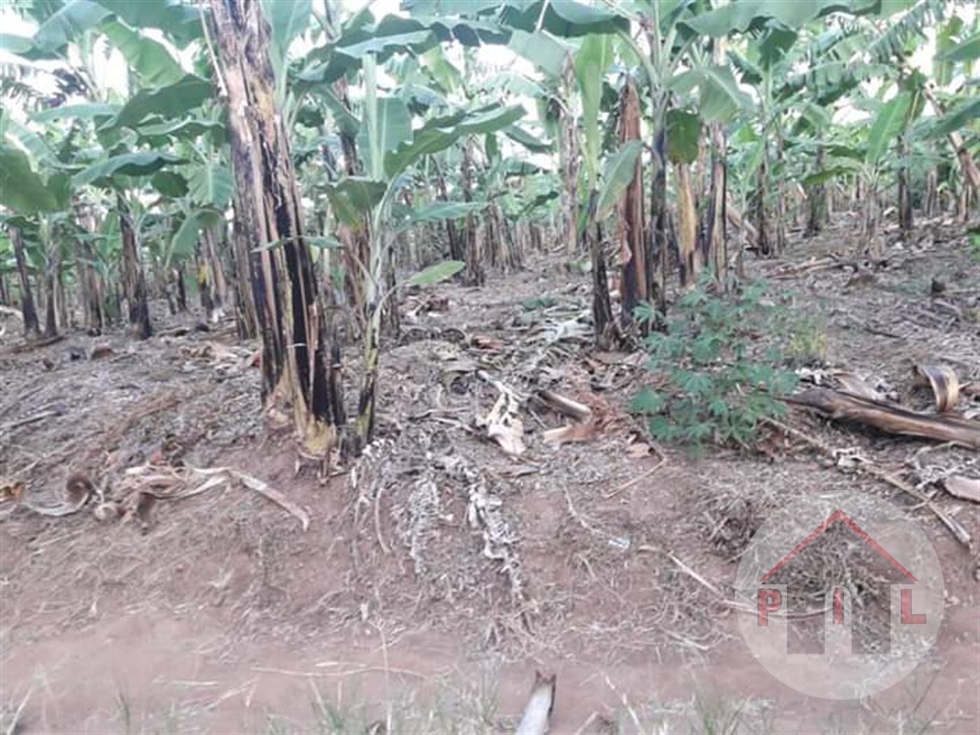 Agricultural Land for sale in Kayanda Mukono