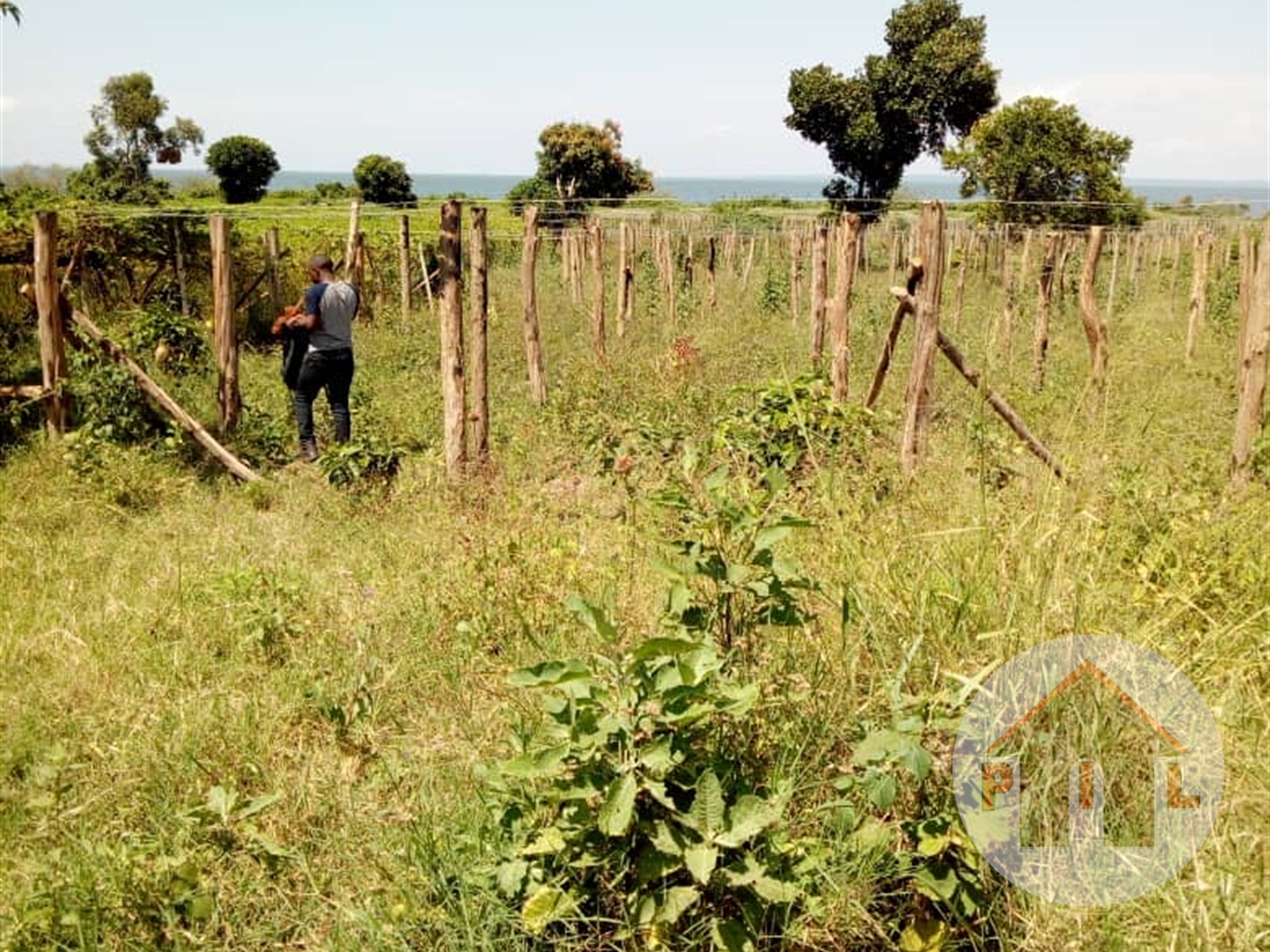 Agricultural Land for sale in Kayunga Kayunga