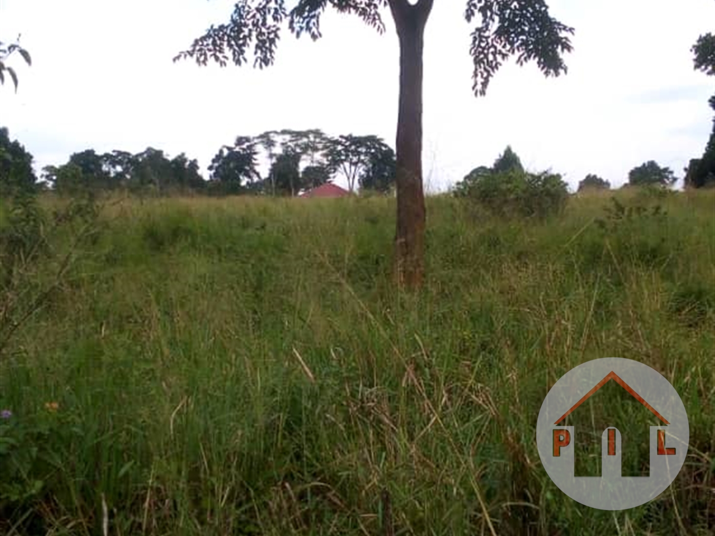 Agricultural Land for sale in Kikonge Mityana