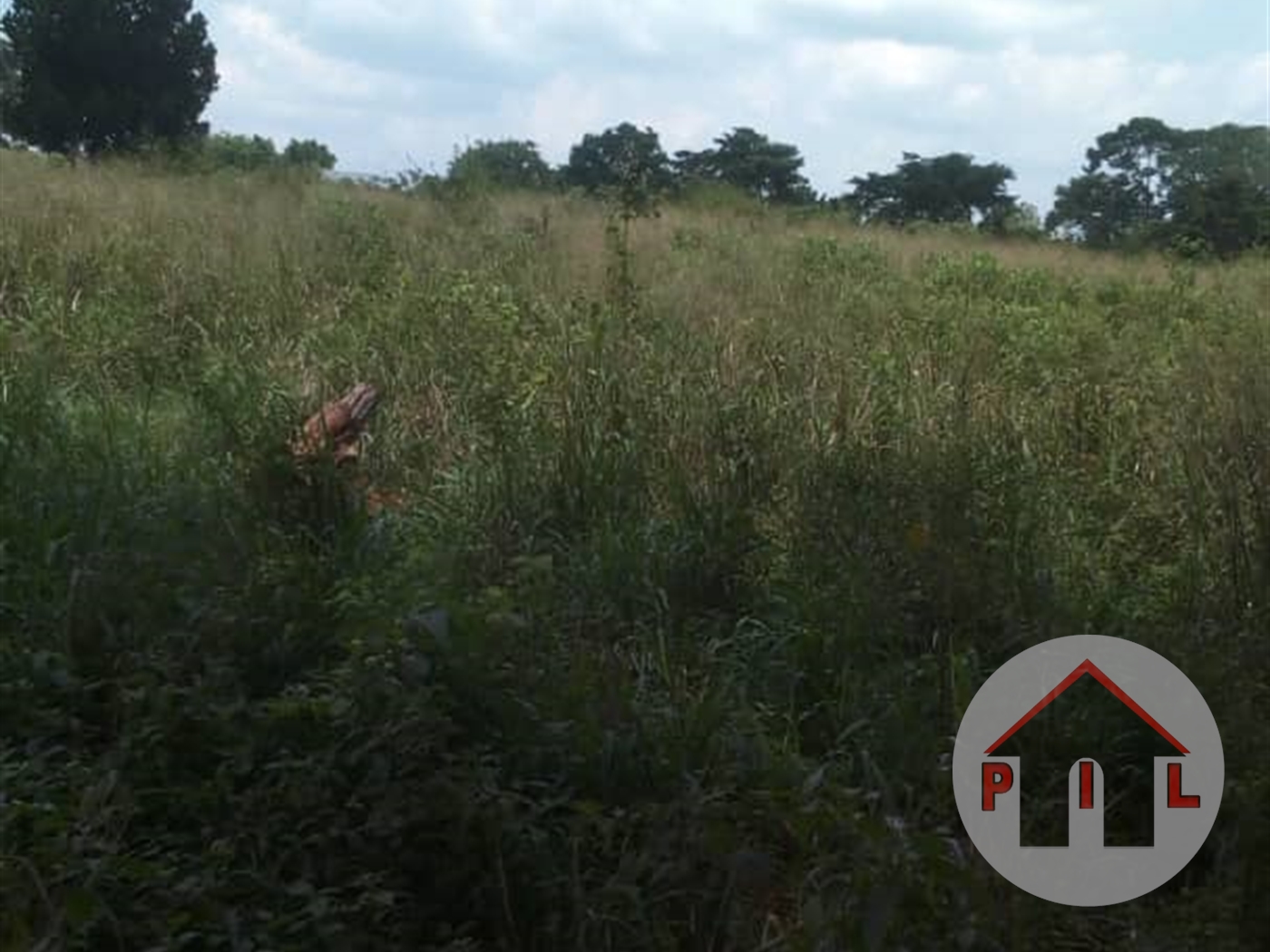 Agricultural Land for sale in Kikonge Mityana