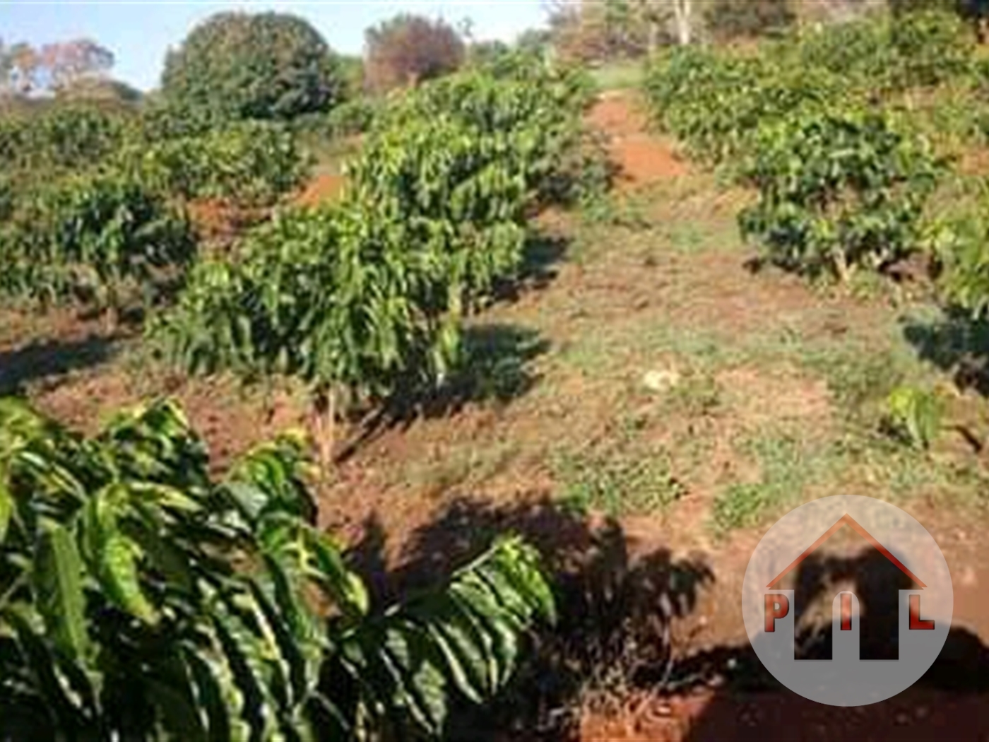 Agricultural Land for sale in Kigalaama Mityana