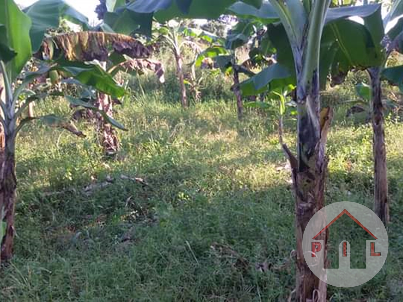 Agricultural Land for sale in Kigalaama Mityana