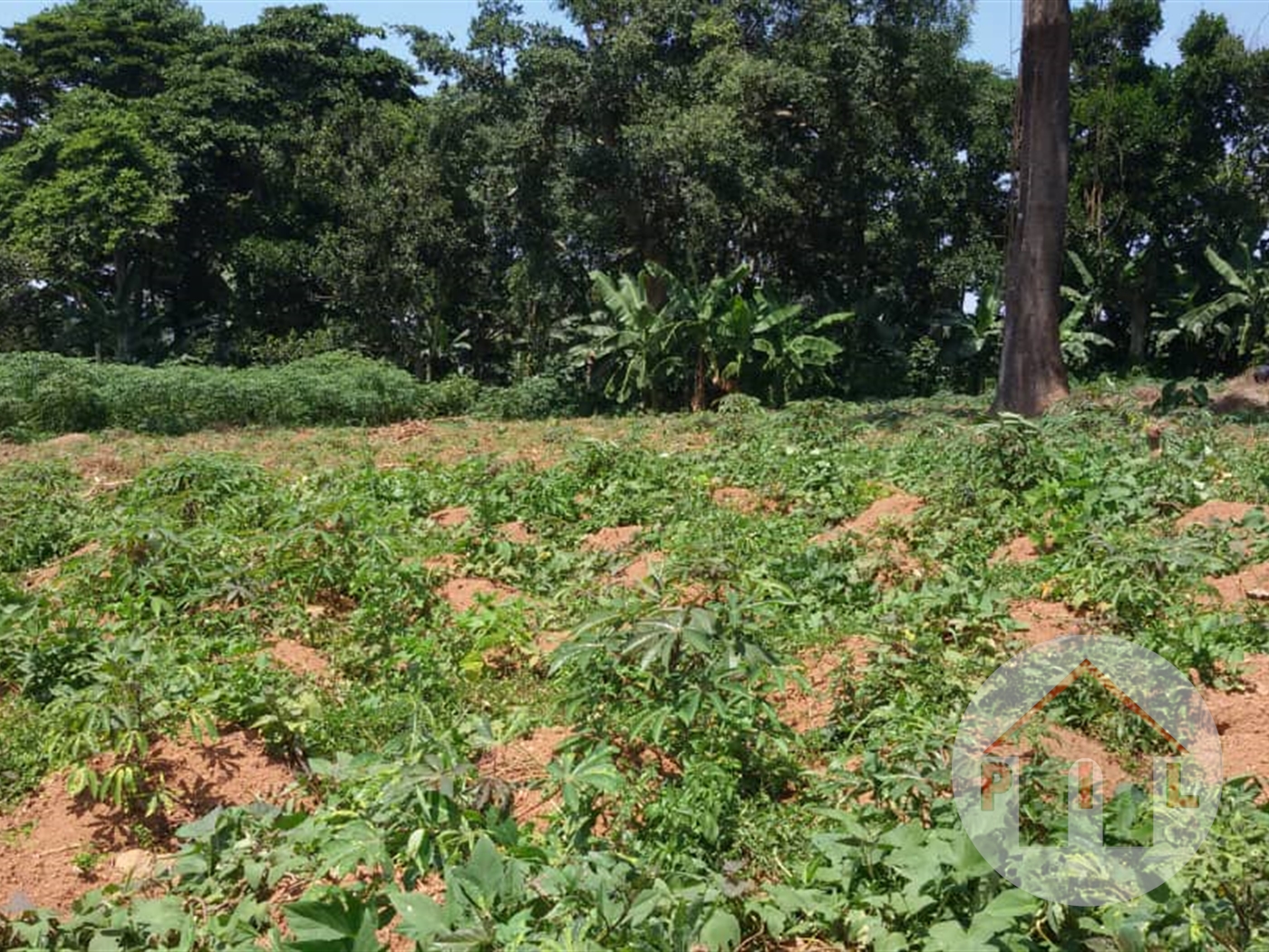 Agricultural Land for sale in Kiwenda Luweero