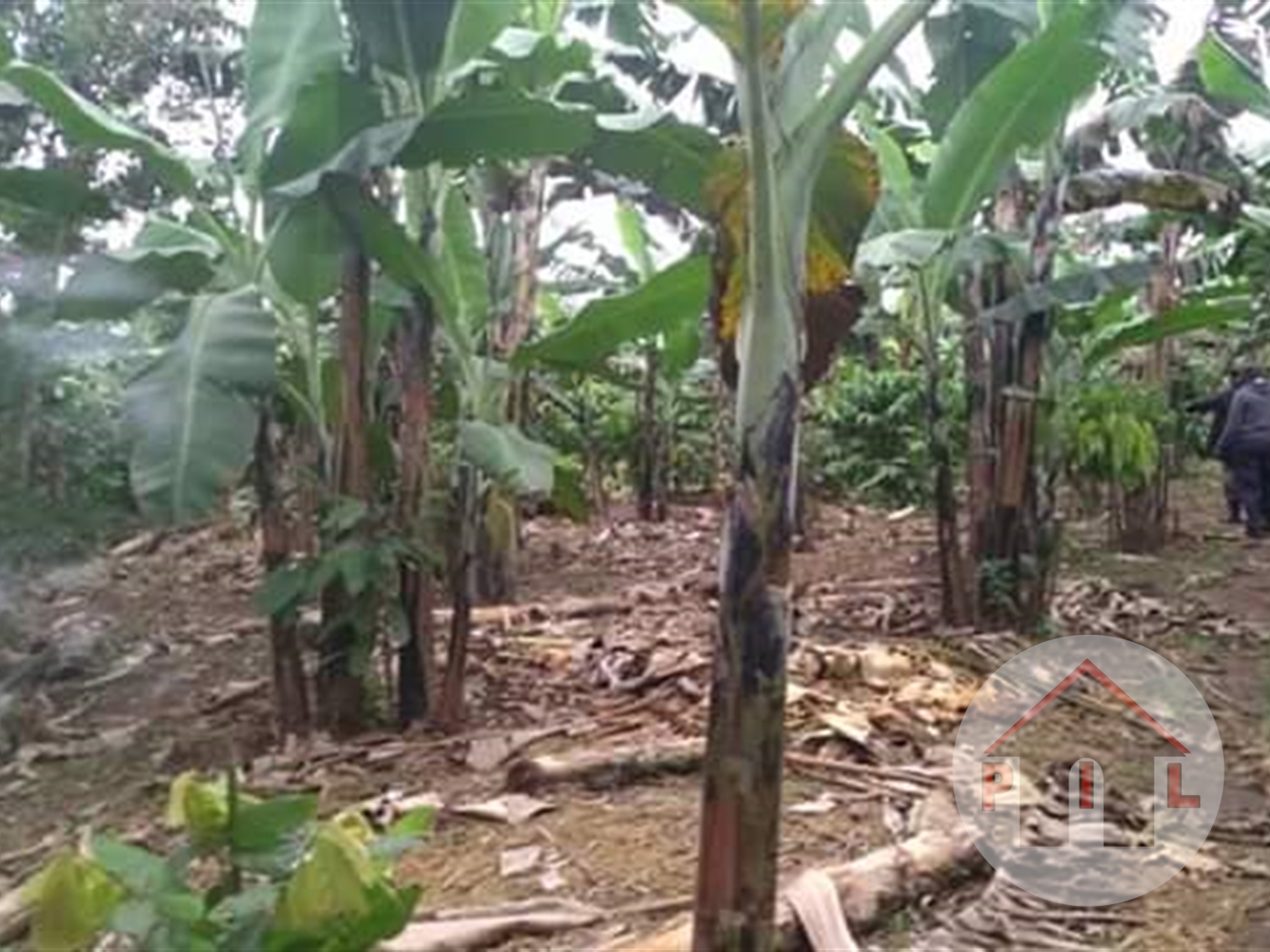 Agricultural Land for sale in Kayunga Mukono