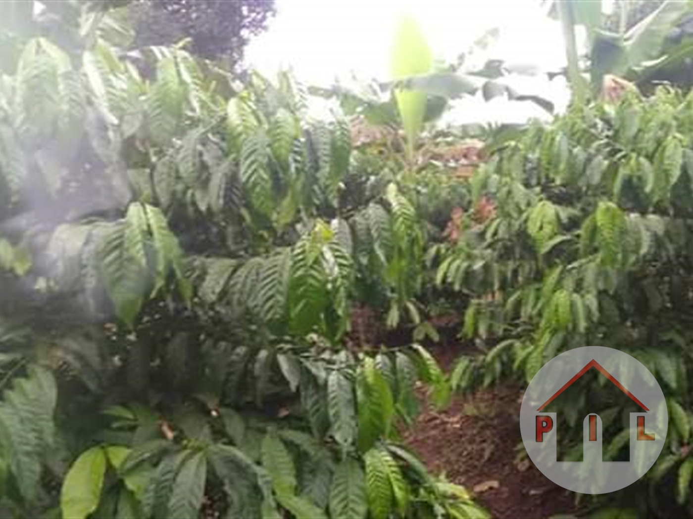 Agricultural Land for sale in Kayunga Mukono