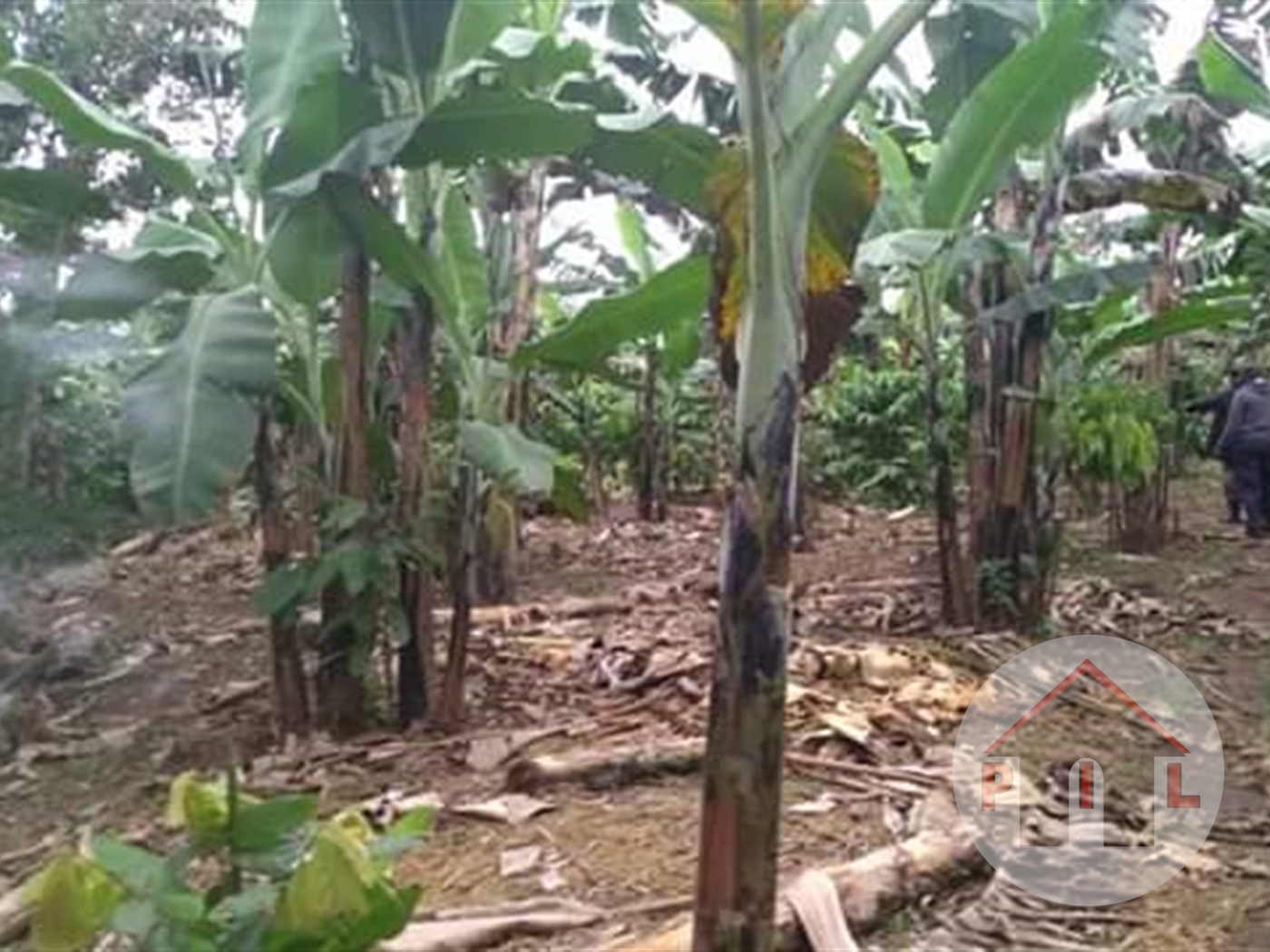 Agricultural Land for sale in Kasawo Mukono