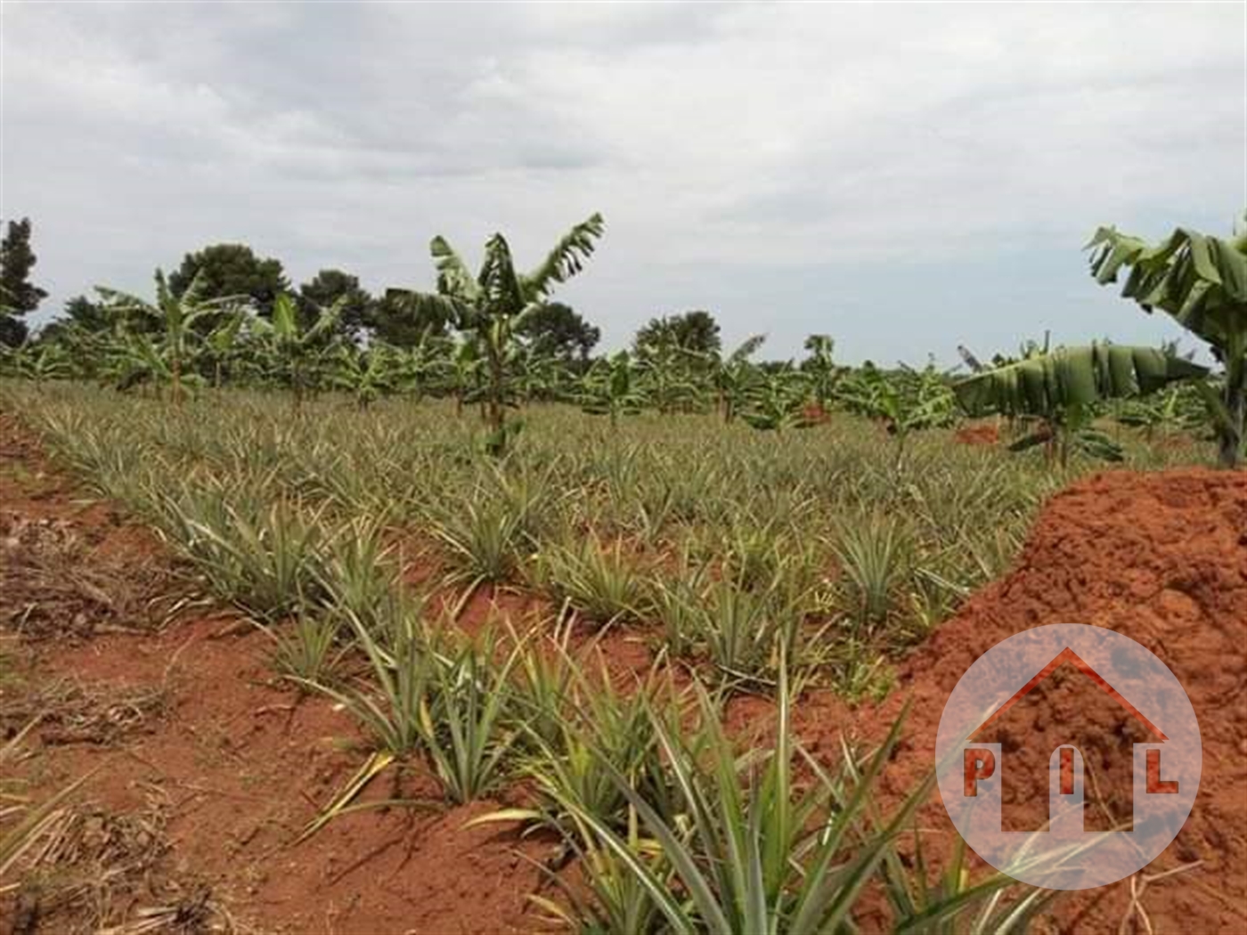 Agricultural Land for sale in Ziloobwe Luweero