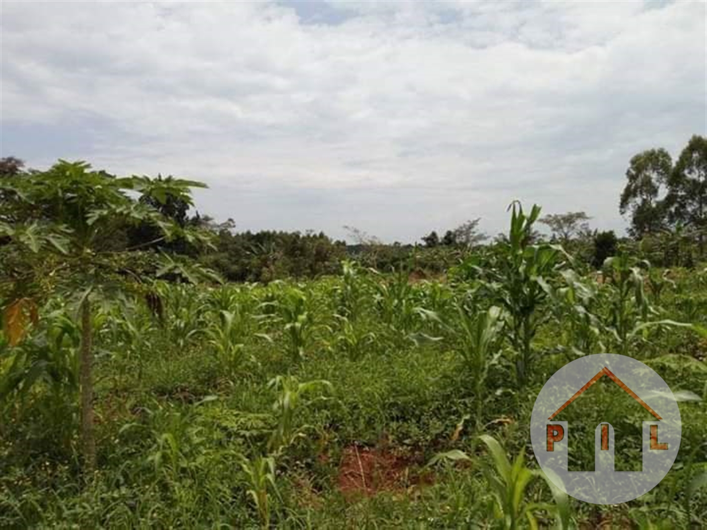 Agricultural Land for sale in Ziloobwe Luweero