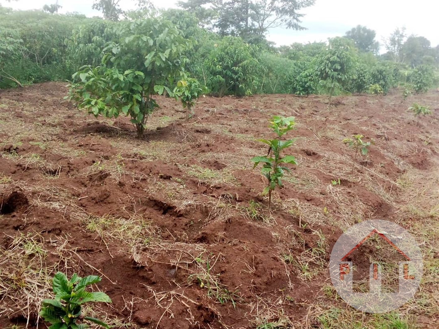 Agricultural Land for sale in Kiwangula Wakiso