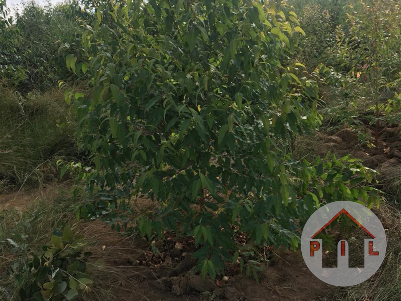 Agricultural Land for sale in Kaliisizo Masaka