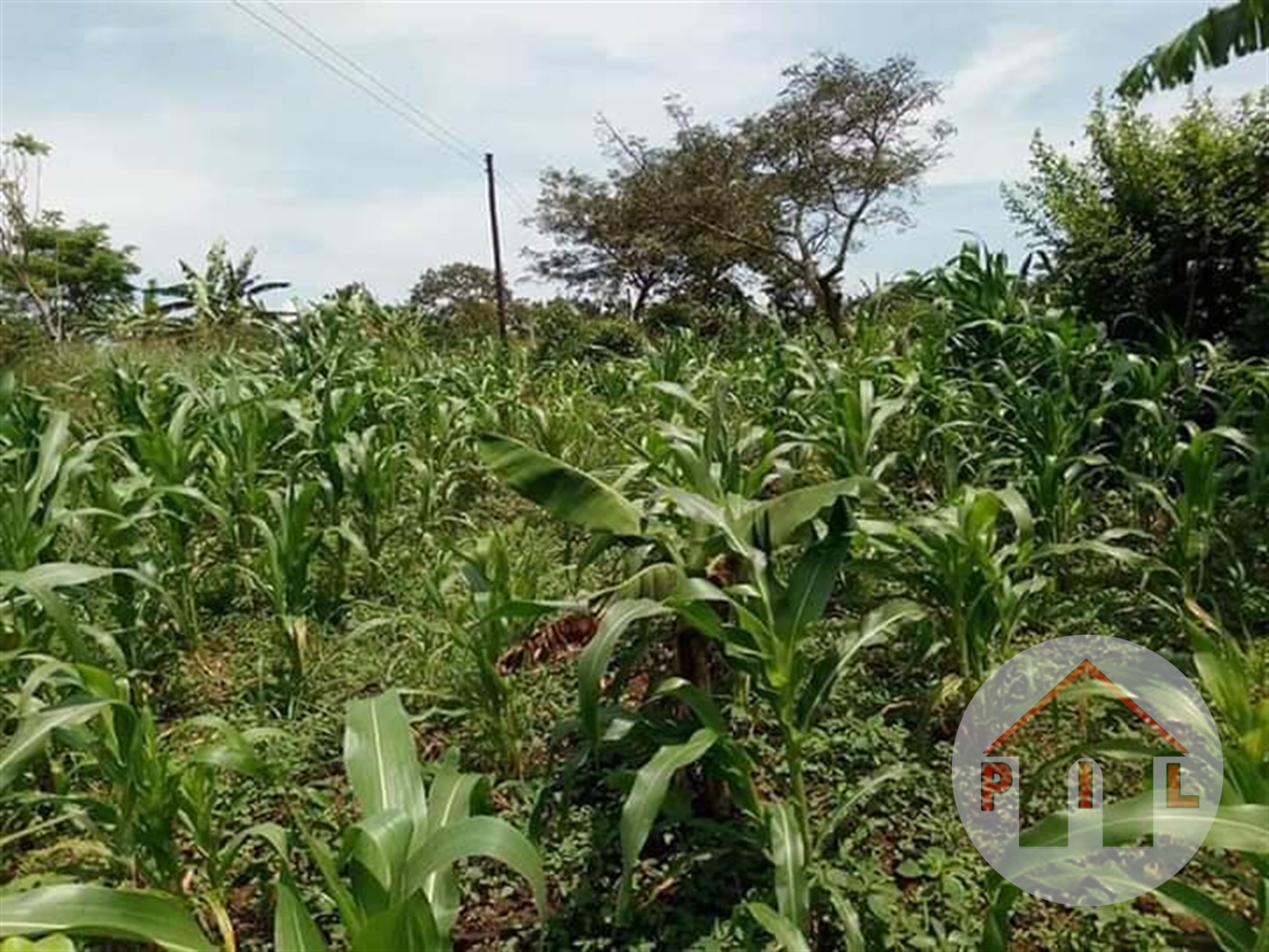 Agricultural Land for sale in Matugga Wakiso