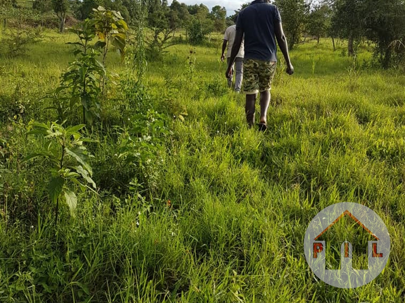 Agricultural Land for sale in Kashari Mbarara