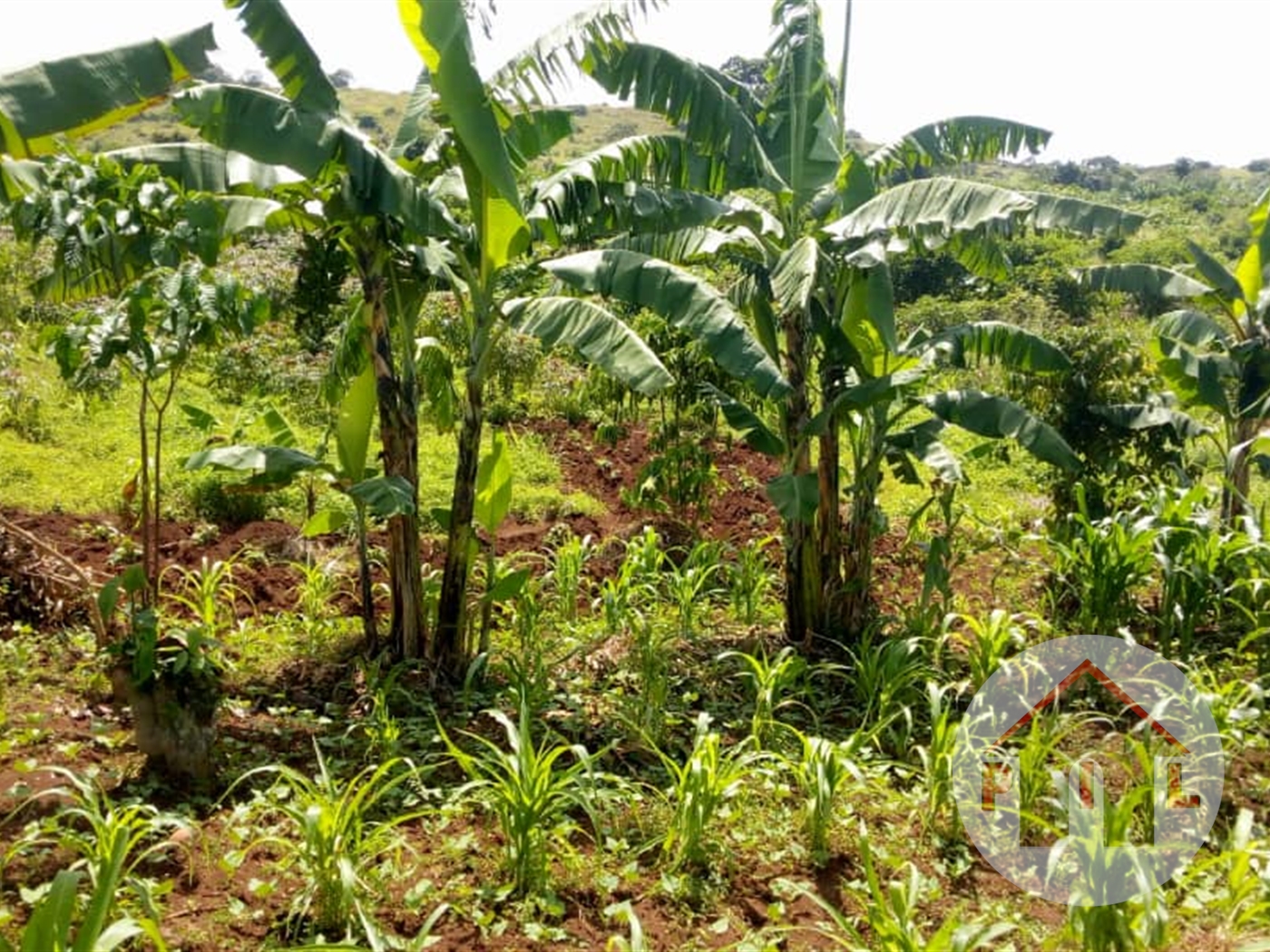 Agricultural Land for sale in Nkokonjeru Masaka