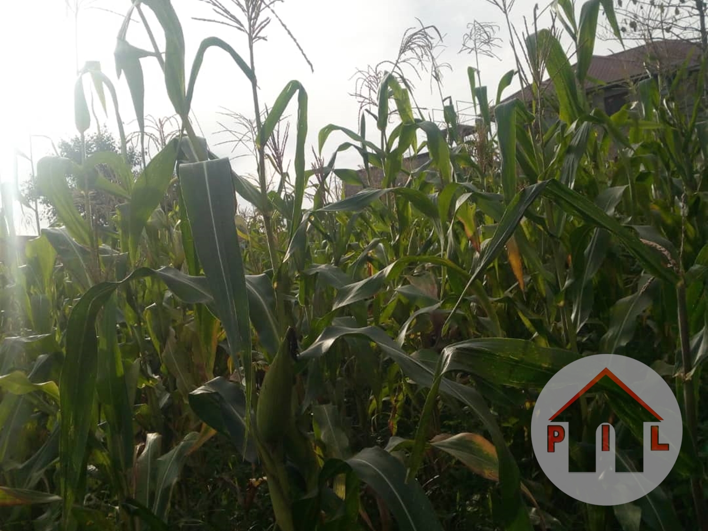 Residential Land for sale in Seeta Mukono