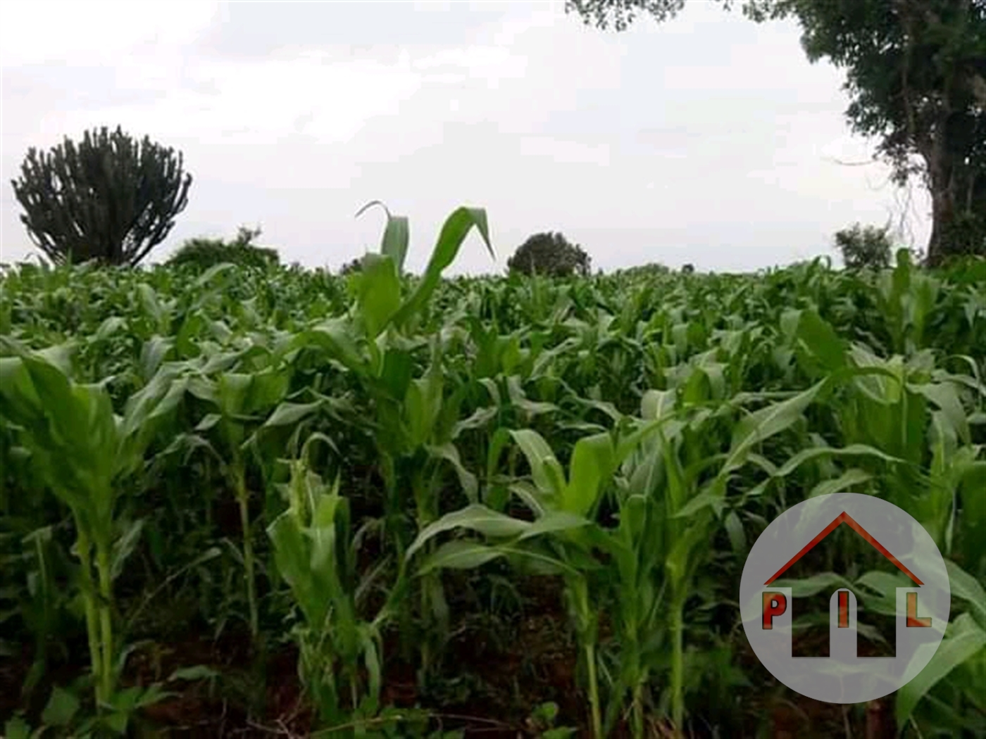 Agricultural Land for sale in Galilaya Kayunga