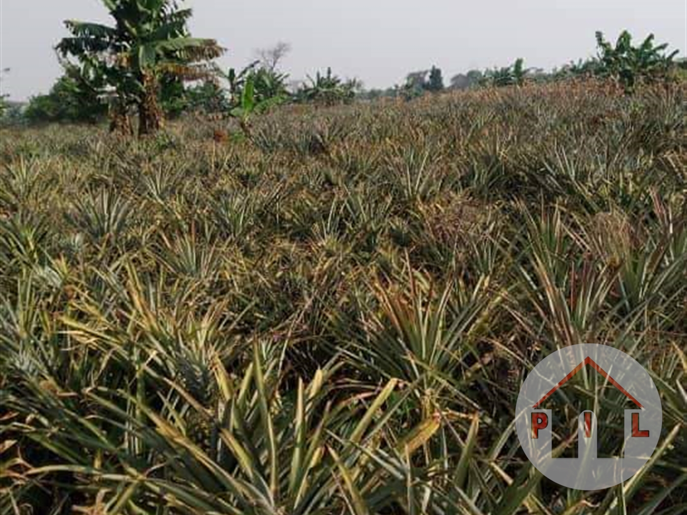 Agricultural Land for sale in Luweero Luweero