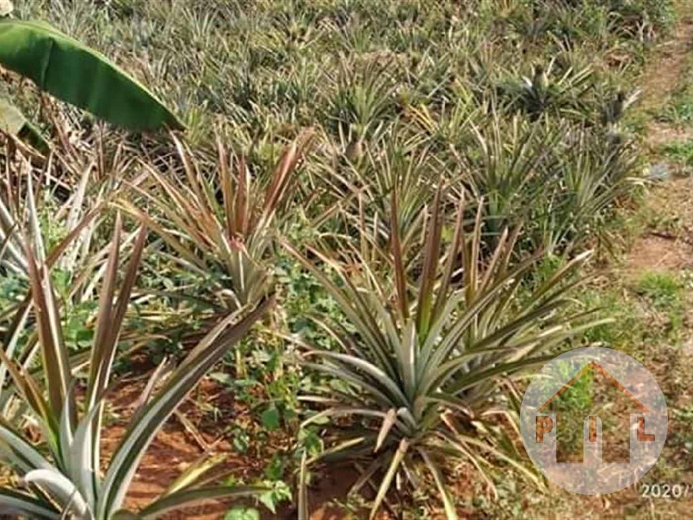 Agricultural Land for sale in Luweero Luweero