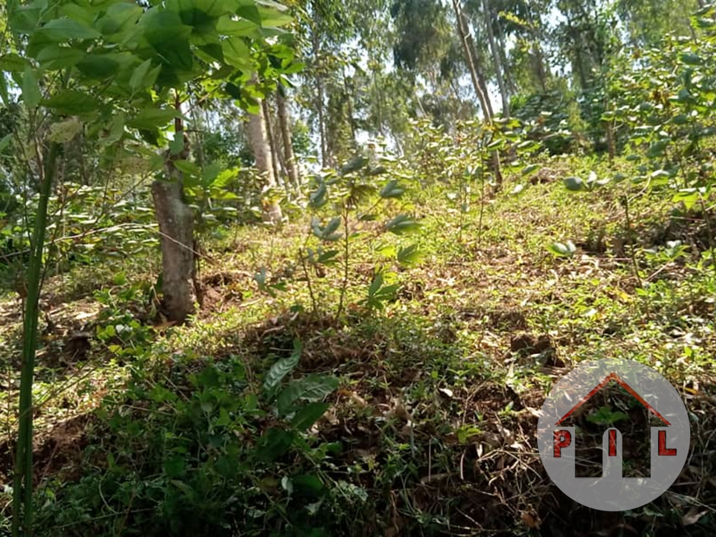 Agricultural Land for sale in Kikyuusa Luweero