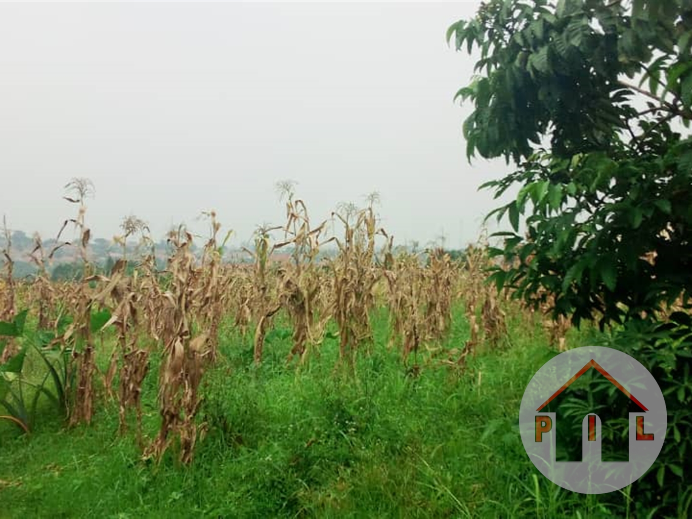 Agricultural Land for sale in Bweyogerere Wakiso