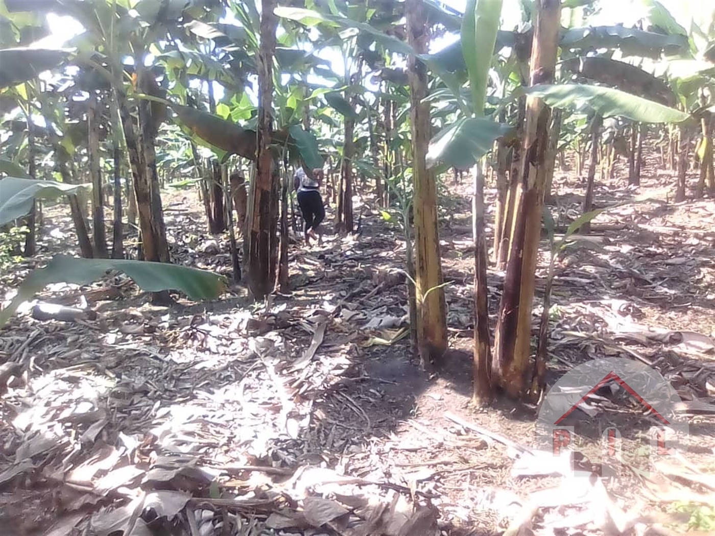 Agricultural Land for sale in Busunjju Mityana