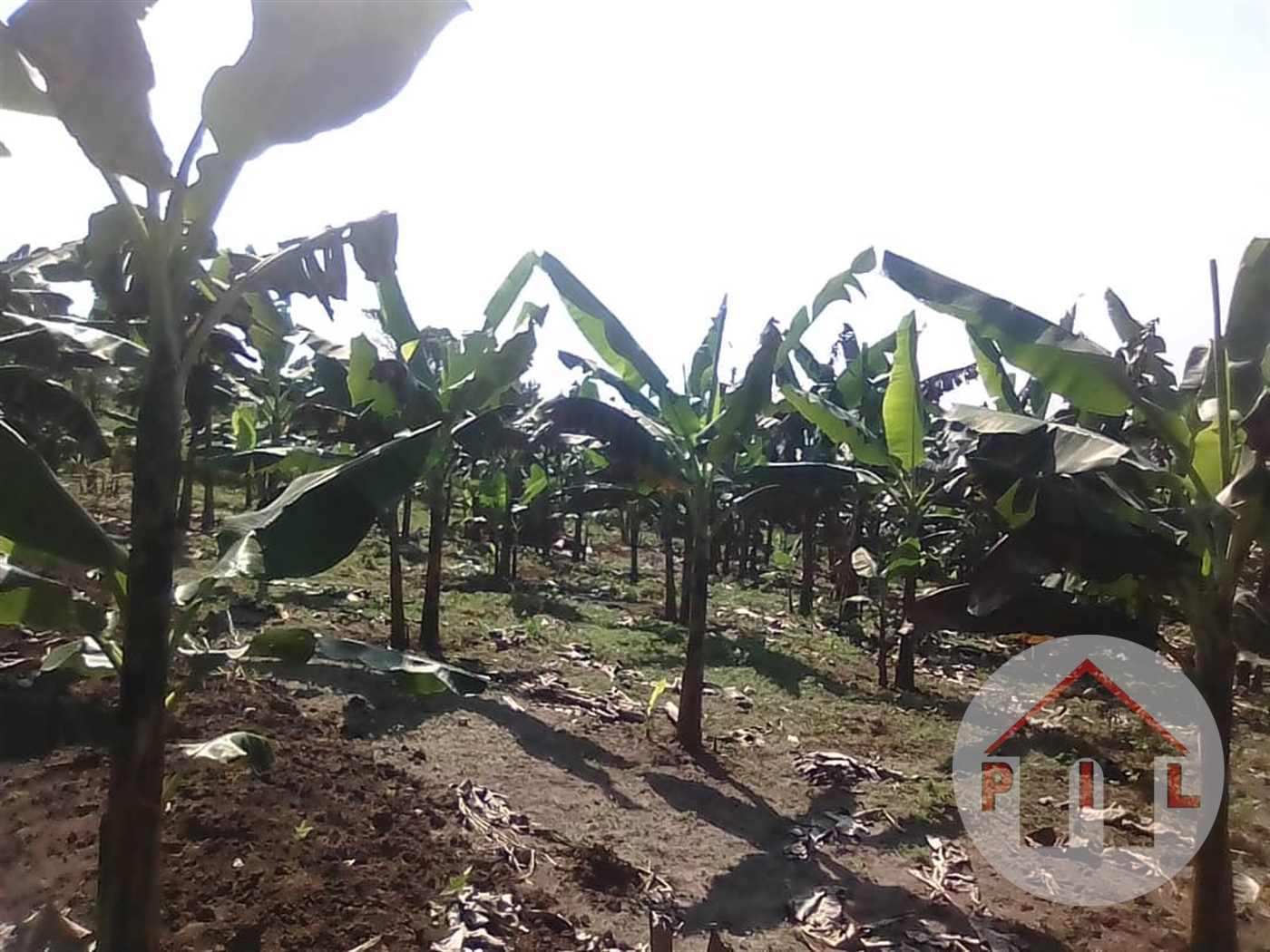 Agricultural Land for sale in Busunjju Mityana