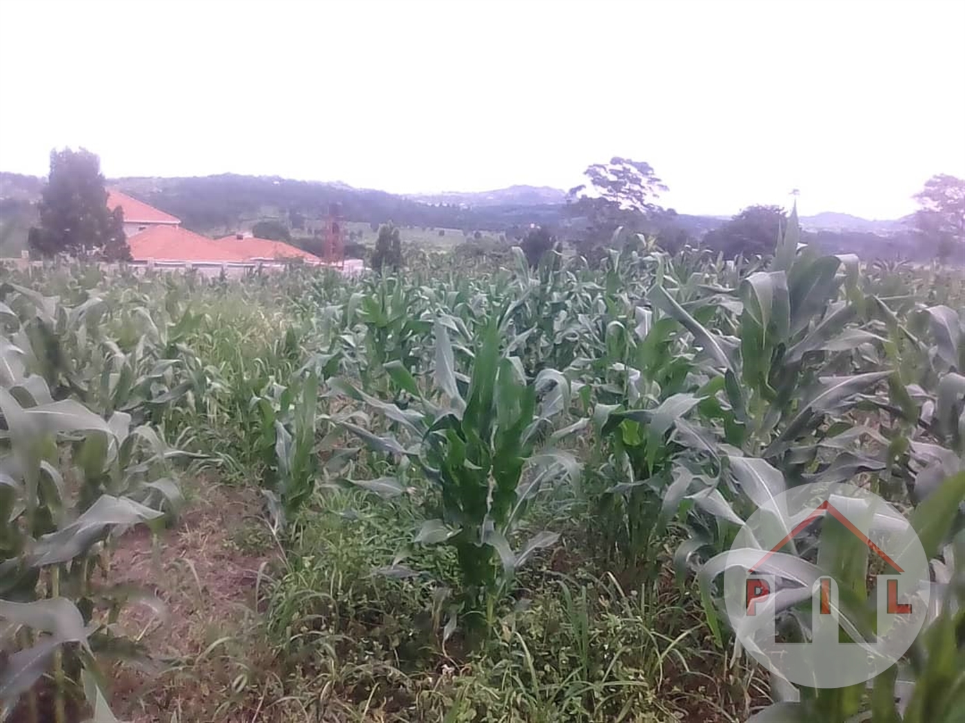 Agricultural Land for sale in Nakasongola Nakasongola