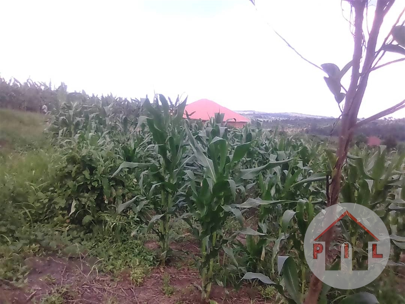 Agricultural Land for sale in Nakasongola Nakasongola