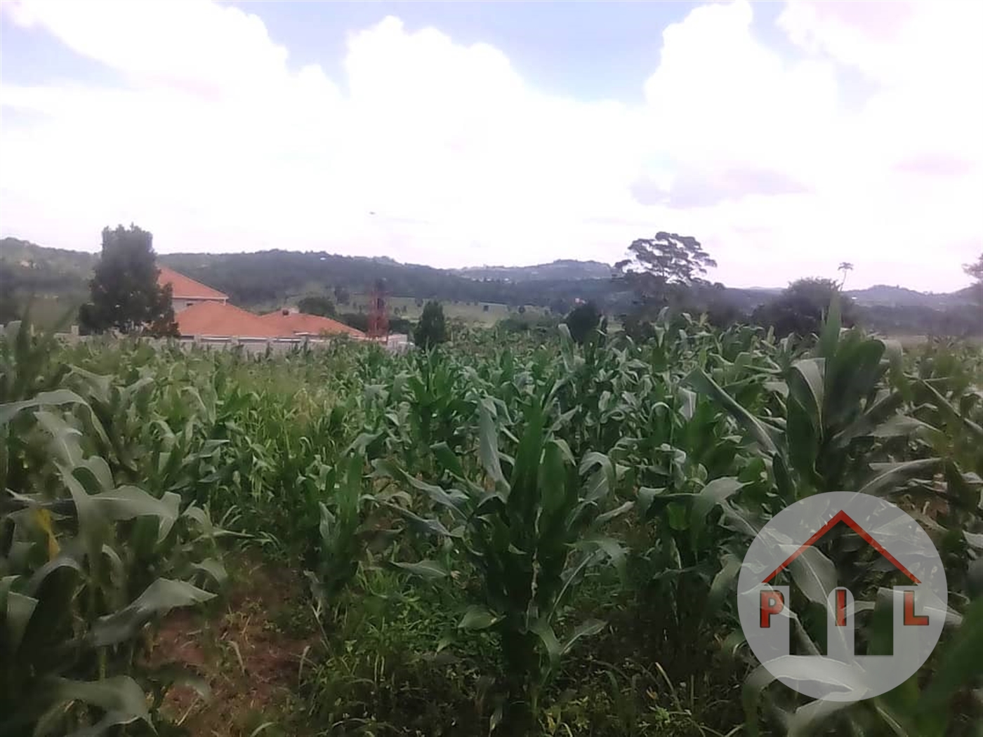 Agricultural Land for sale in Nakasongola Nakasongola