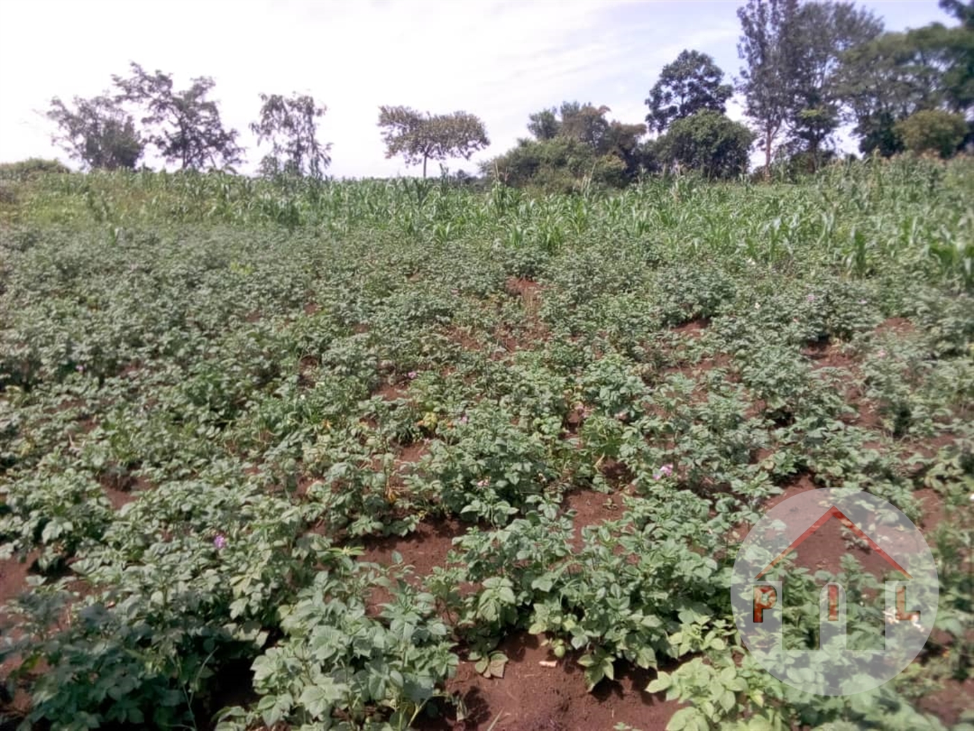 Agricultural Land for sale in Kikonge Mityana