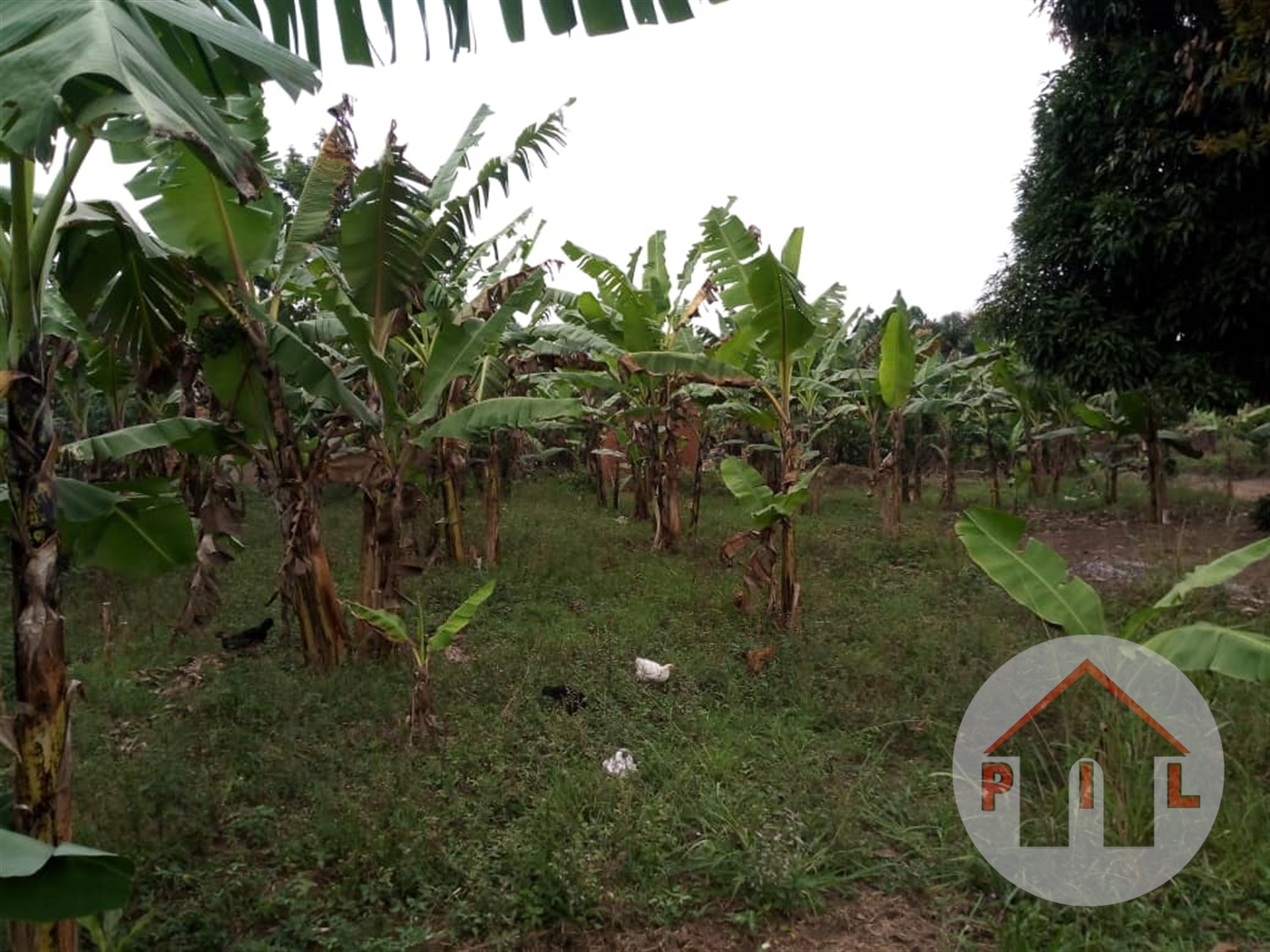 Agricultural Land for sale in Wobulenzi Luwero Uganda, code 57094, 19