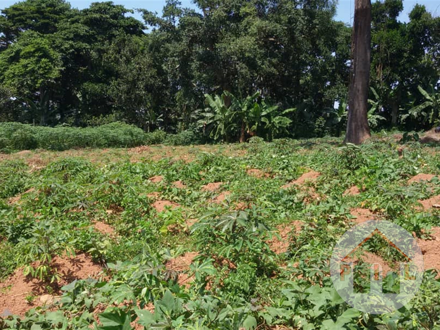 Agricultural Land for sale in Kikyuusa Luweero