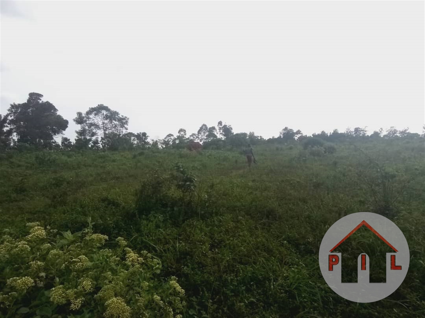 Agricultural Land for sale in Kabembe Mukono