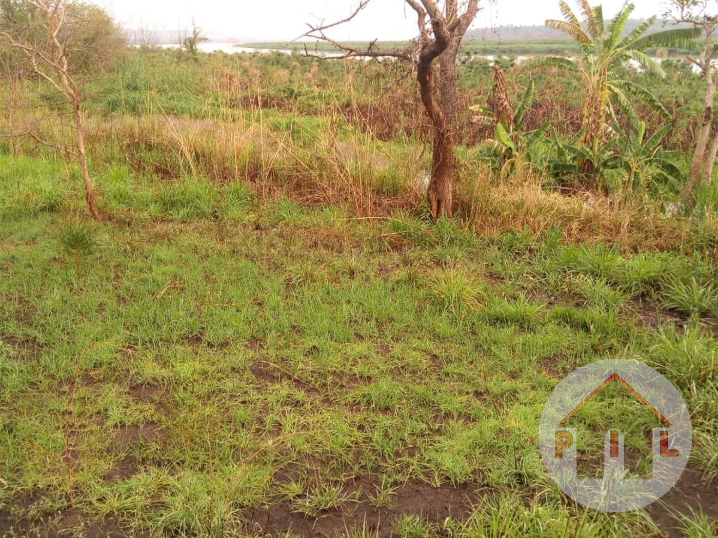 Agricultural Land for sale in Amuru Amuria