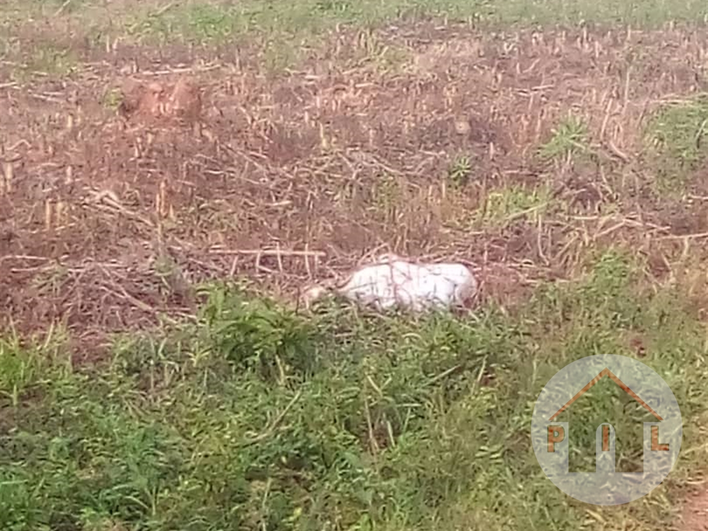 Residential Land for sale in Kira Wakiso