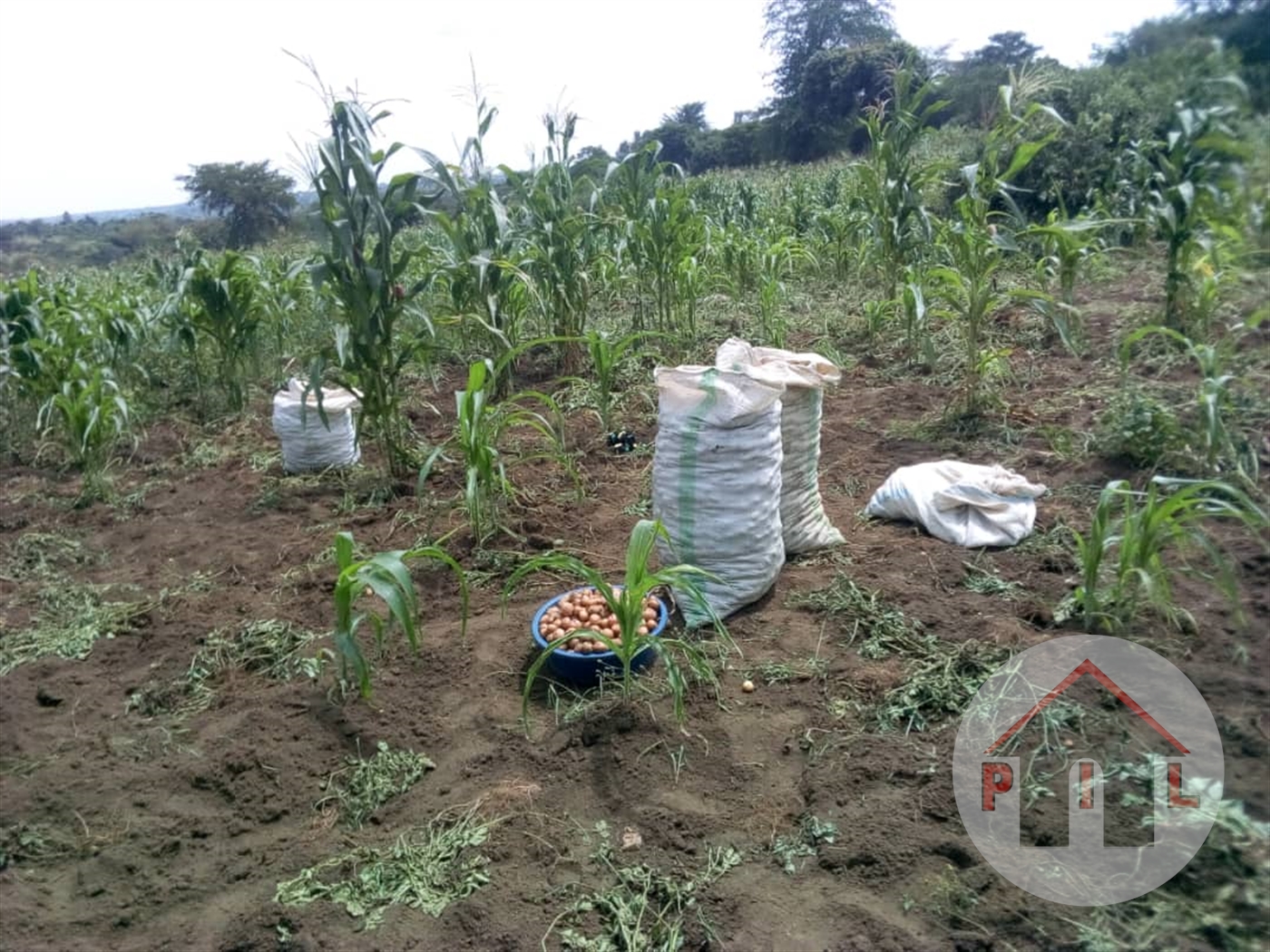 Residential Land for sale in Busukuma Wakiso