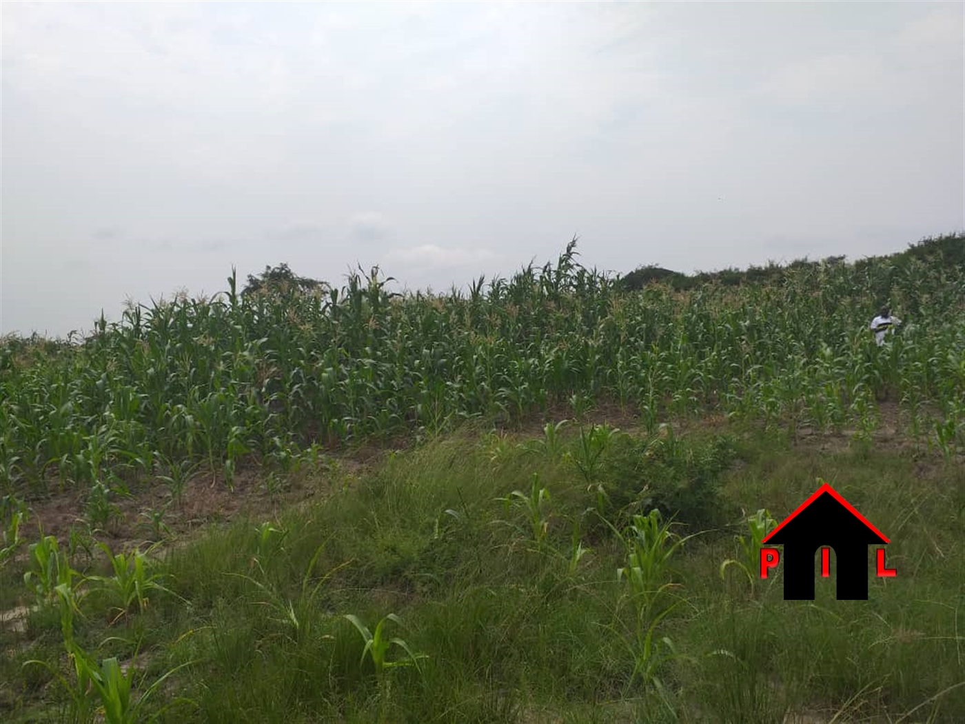 Agricultural Land for sale in Kakiri Wakiso