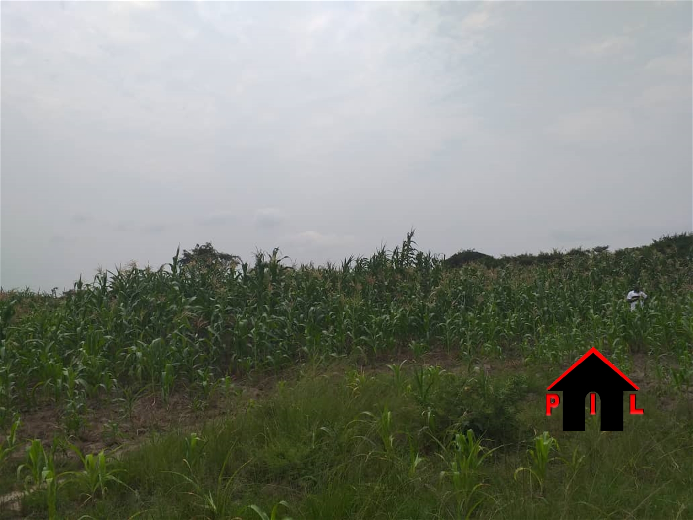 Agricultural Land for sale in Kakiri Wakiso