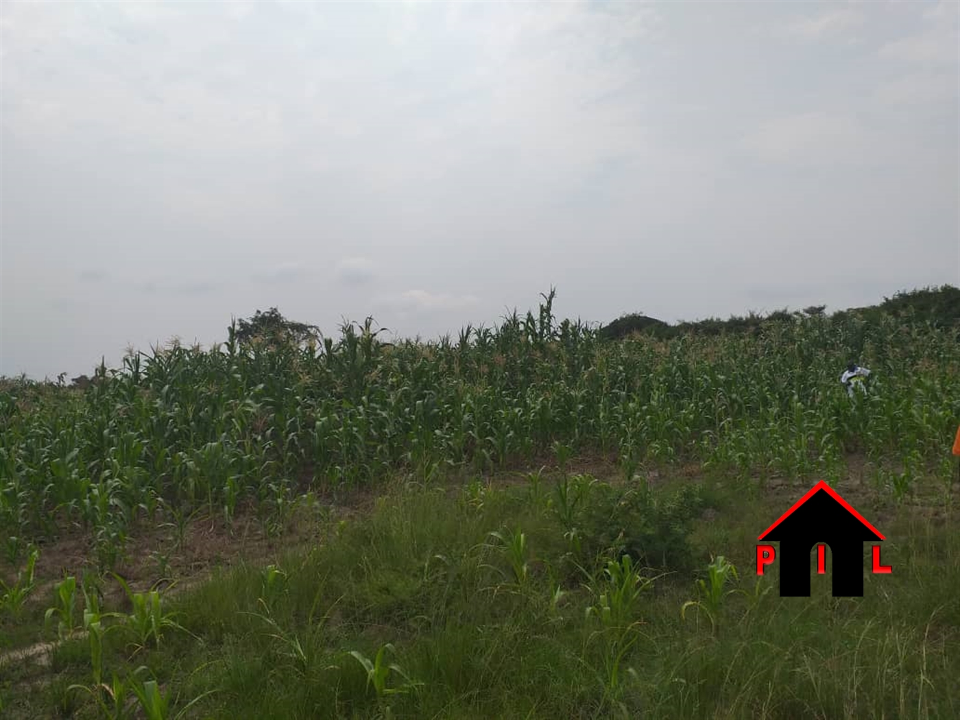 Agricultural Land for sale in Kakiri Wakiso