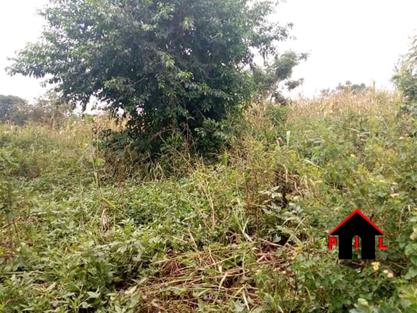 Agricultural Land for sale in Nkokonjeru Bukwa